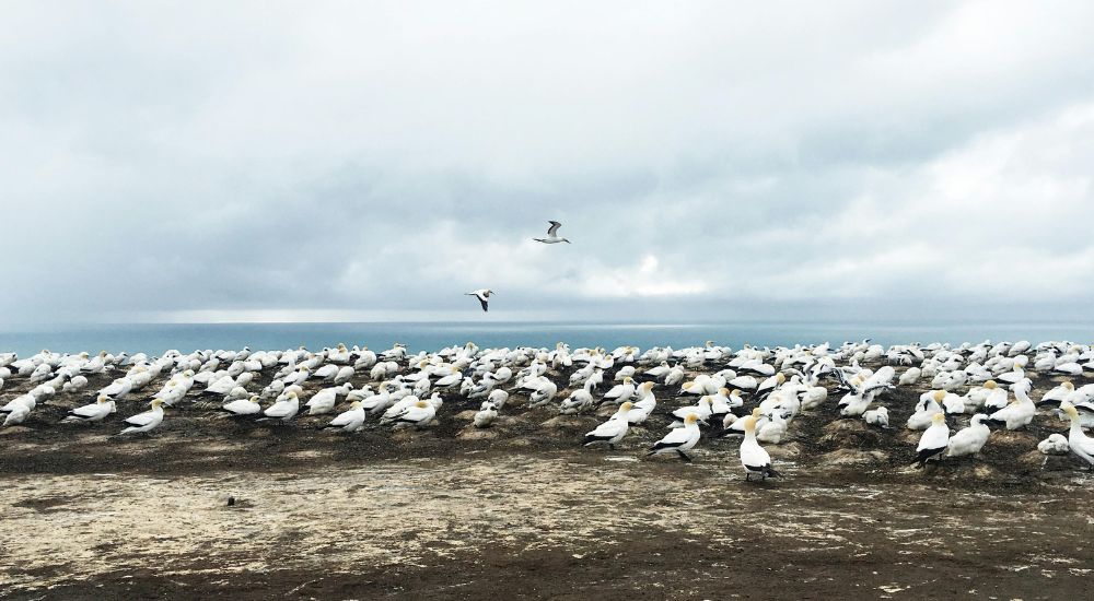 Napier Nueva Zelanda