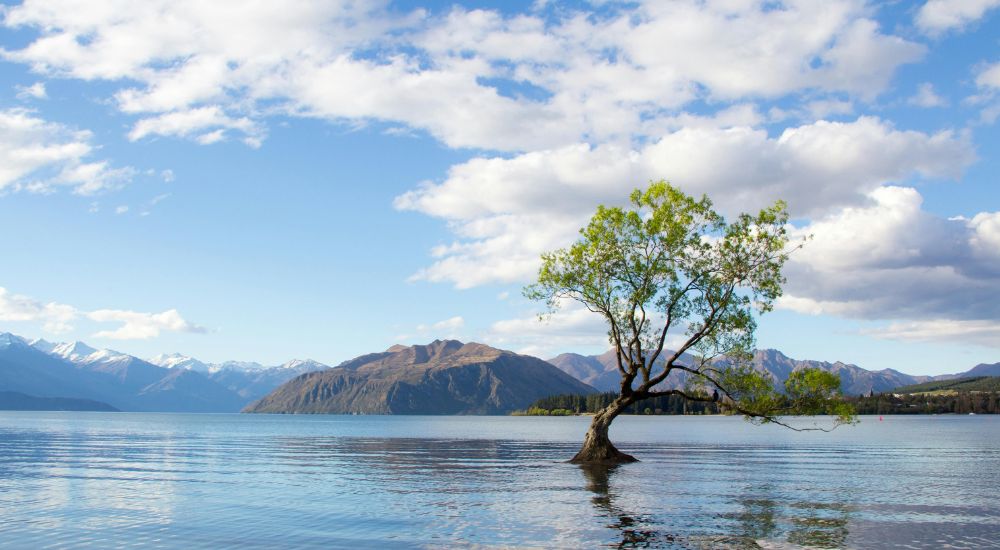 Wanaka Lake Tree Nueva Zelanda