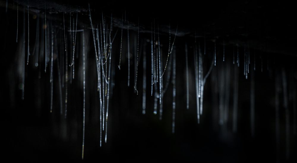 caves waitomo Nueva Zelanda