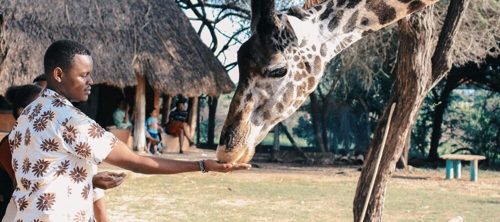 Giraffe Centre Nairobi kenya