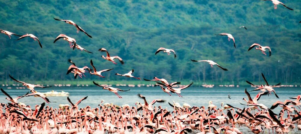 Lago Nakuru