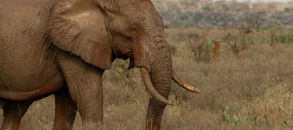 Parque Nacional de Tsavo East