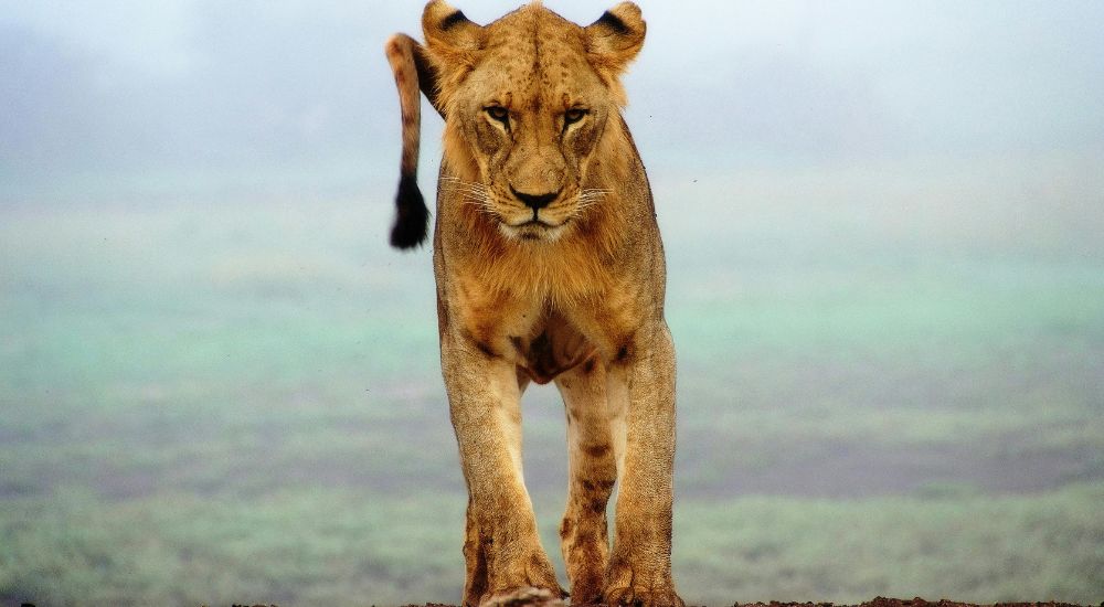 Mombasa Safaris Kenia